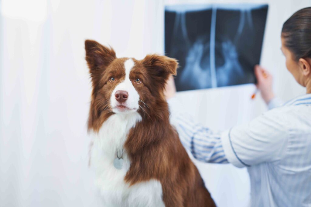 Brown Border Collie dog during visit in vet. High quality photo